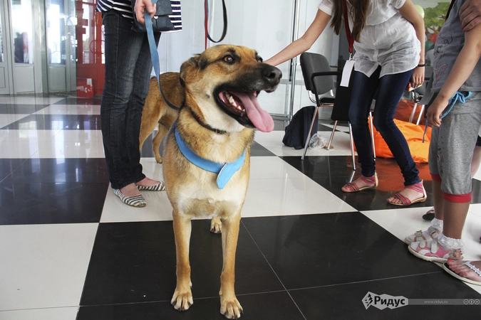 В праздничном мероприятии 1 июня в комплексе «СНЕЖ.КОМ» среди прочих приняли участие собаки — участницы проекта "Собака терапевт" — в детские дома и интернаты привозят специально обученных для общения с детьми собак, которых в свою очередь находят в приютах и даже на улице. Вот такая двойная благотворительность.