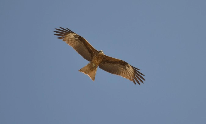 Я не орнитолог и в породах птиц не разбираюсь особо, но мне кажется, что на предыдущей фотографии был орел, а это какой-то из соколов.