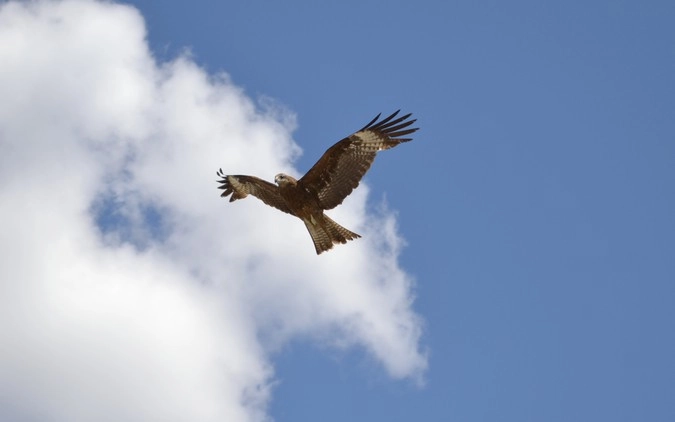 Высматривает добычу