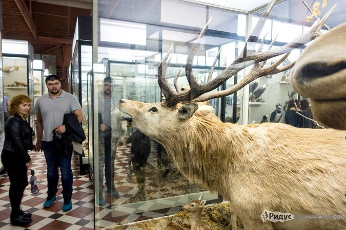 Зоологический музей МГУ с постоянной экспозицией