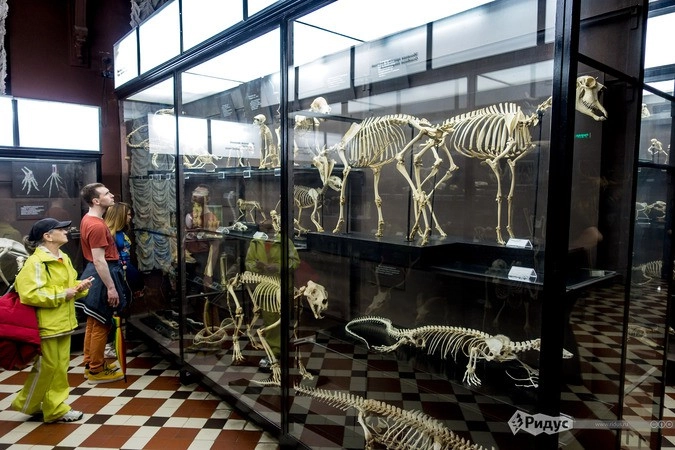 Зоологический музей МГУ с постоянной экспозицией