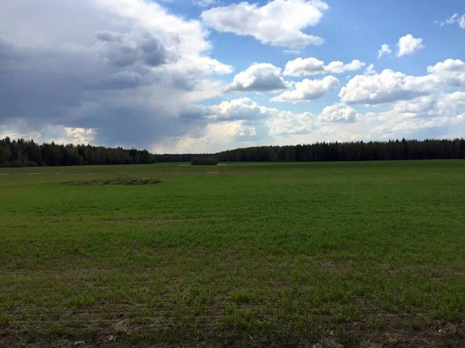 Рязанская Мещера недалеко от поселка Тума.