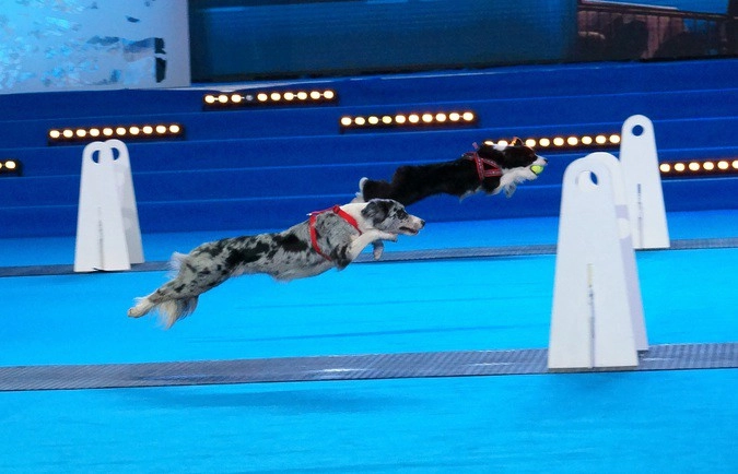 Флайбол - шоу летающих собак