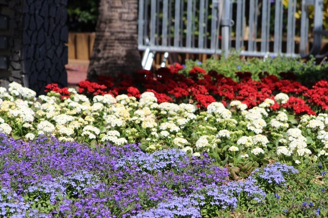 Высаженная к празднику клумба цвета французского флага