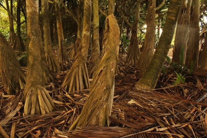 Реликтовая роща деревьев Вакоа