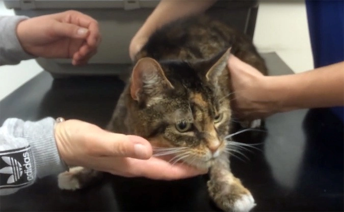 Стал слизывать. Столичные ветеринары спасли бенгальскую кошку. Британия кошка дает интервью. Картинки что делать если кошку отравили. Как спасают котят от боли.