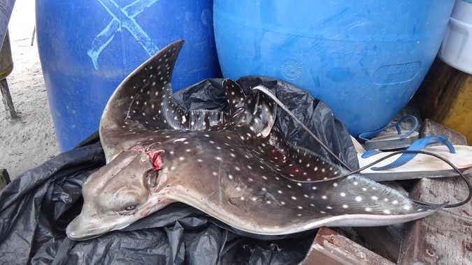 Поверженный скат