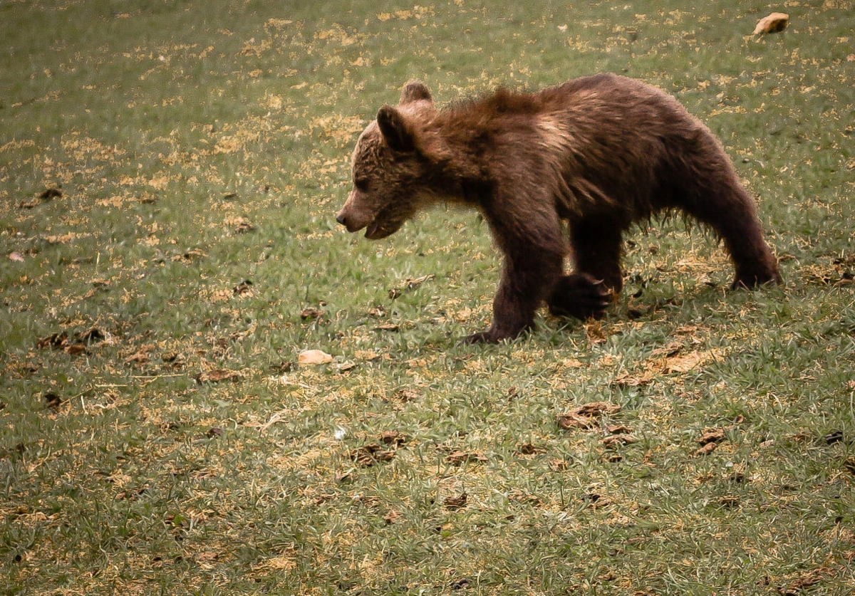 Хороший медведь видео. Медведь испуг. Медведь испугался. Медвежонок гуляет.