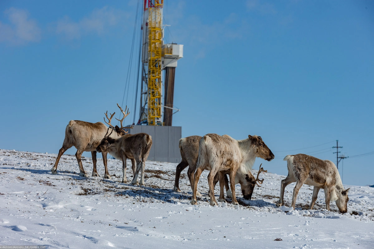 Добыча января. Тундра Мессояха. Буровая на Ямале. Нефтяные вышки в тундре. Нефтяная вышка на севере.