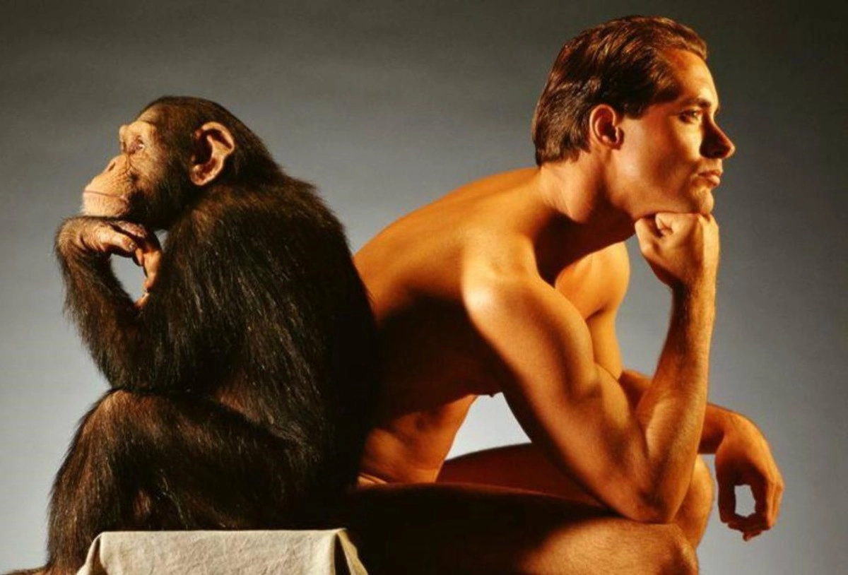 Шимпанзе отличается от человека. Человек примат. Люди и животные. Мужик обезьяна.