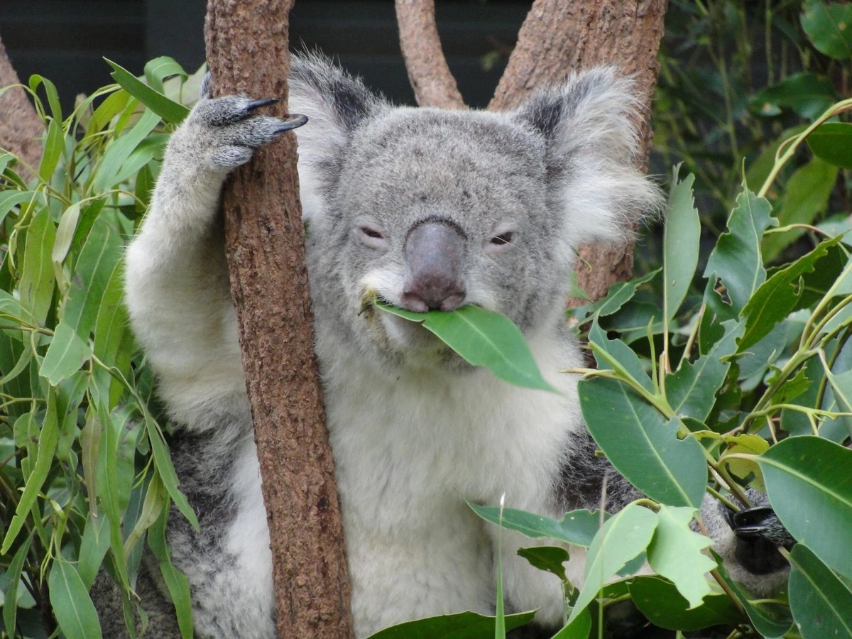 Едят ли коалы. Коала на эвкалипте. Коала листья эвкалипта. Коала ест эвкалипт. Коала на бамбуке.