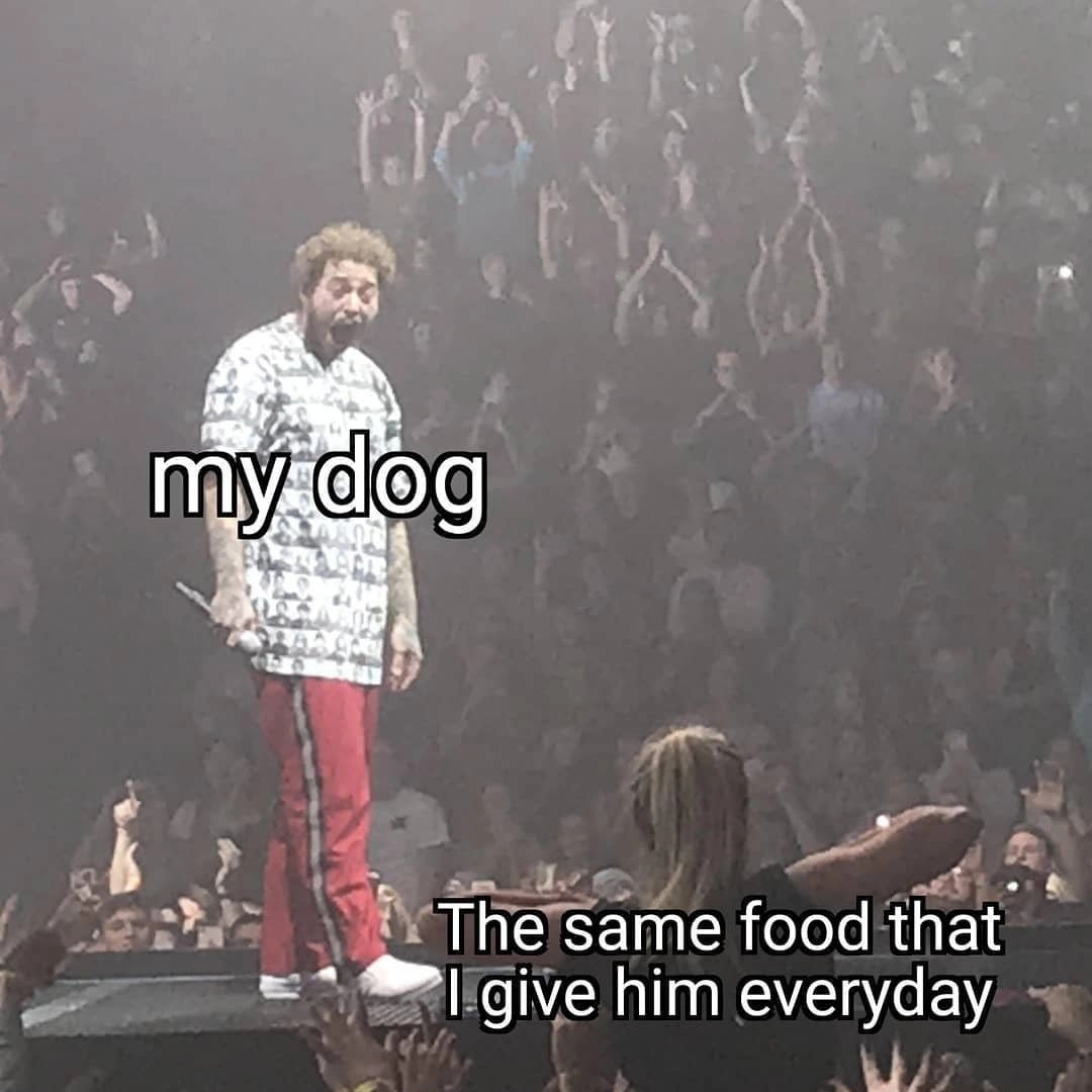 Моя собака/ та же еда, которую я даю ей каждый день