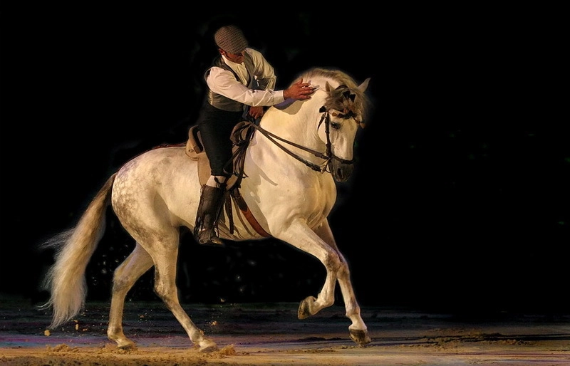 Лошадь андалузской породы, по мнению специалистов, может дать примерное представление о дестриере.