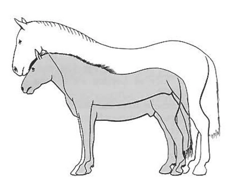 Рост дестриера в сравнении с рабочей лошадью.