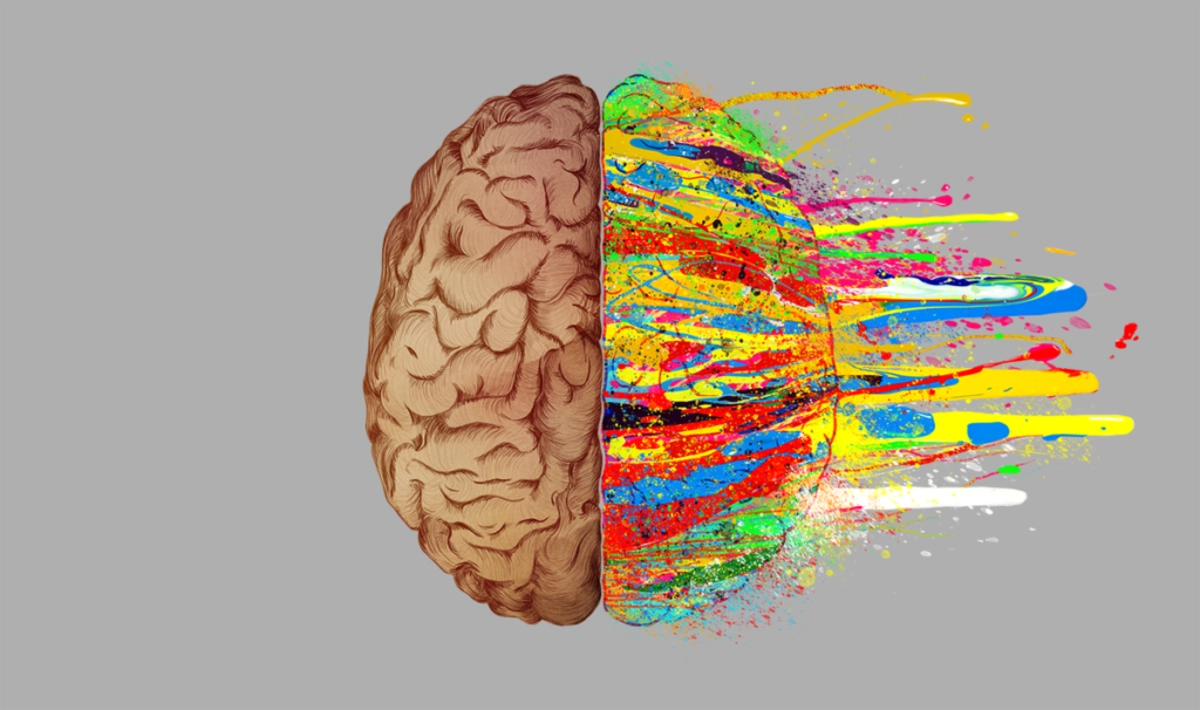 Тест головного полушария. Полушария мозга. Два полушария мозга. Правое полушарие мозга. Полушария головного мозга человека.