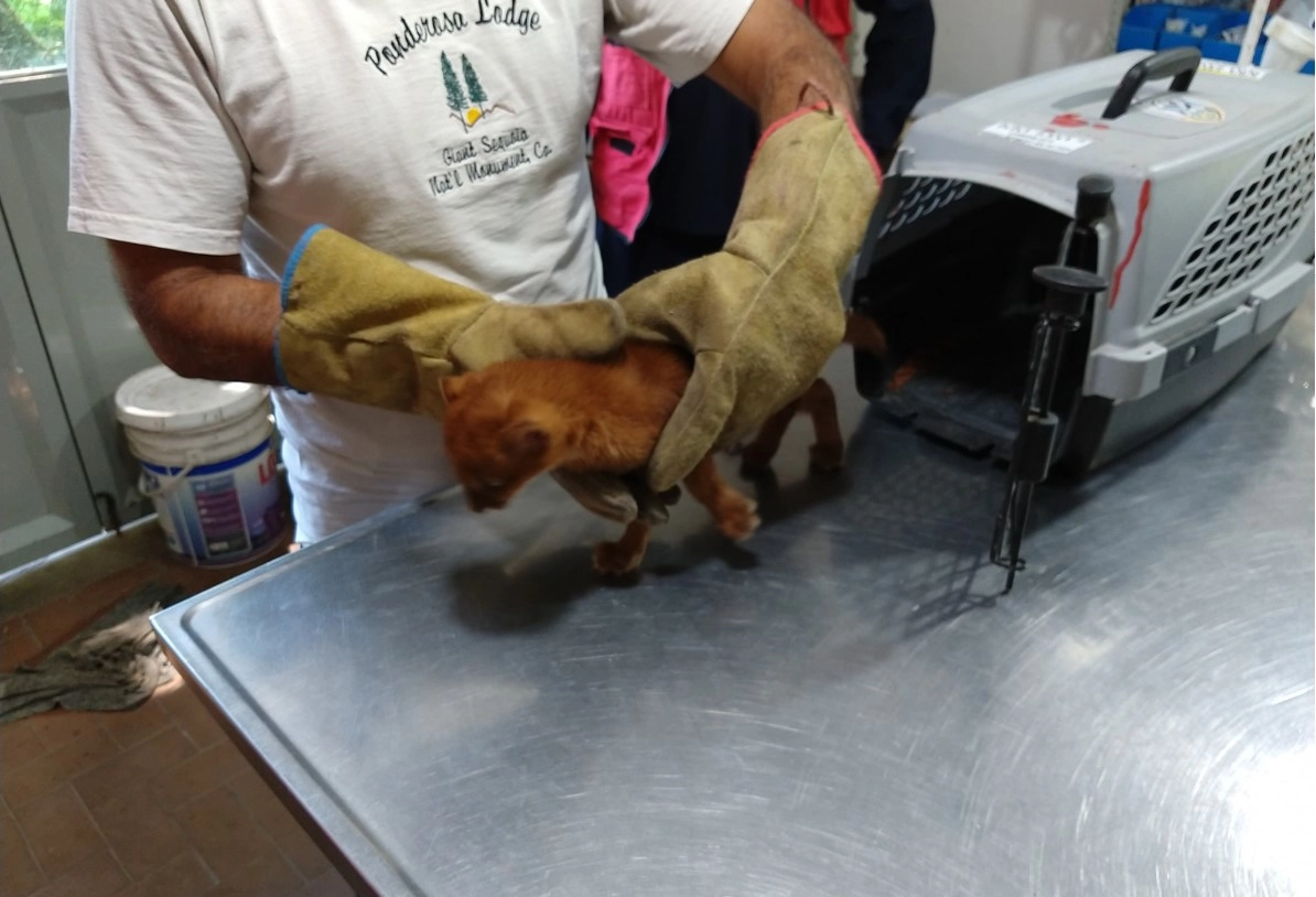 © facebook/ FARA Fundacion Argentina de Rescate Animal