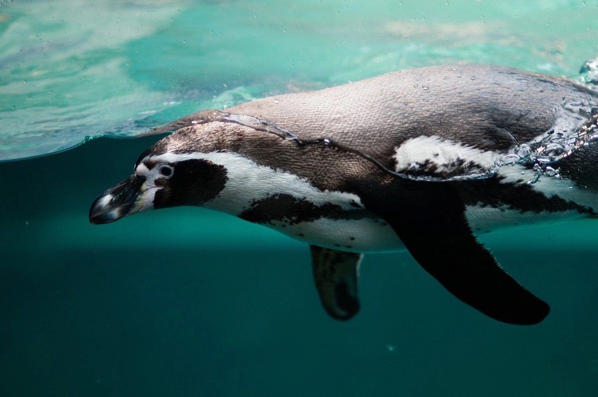 Современный пингвин.