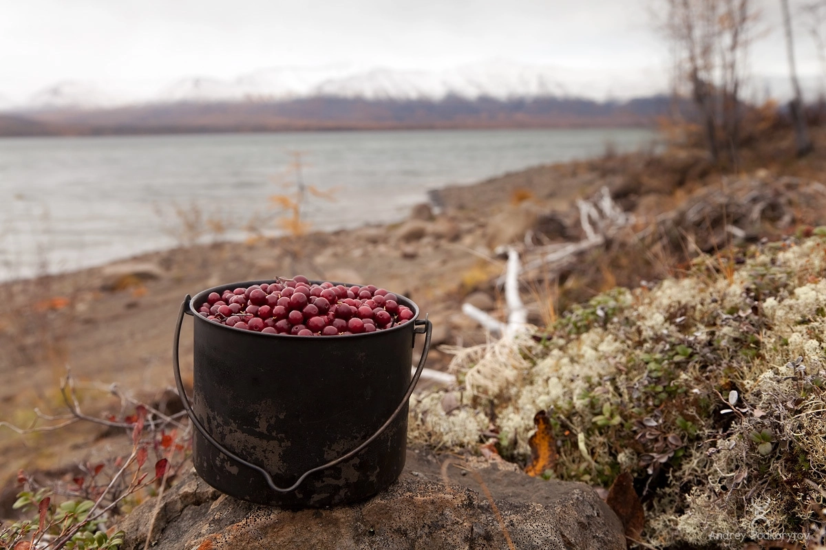 Брусника. Озеро Глубокое. Плато Путорана. Брусника. Озеро Глубокое. Плато Путорана.