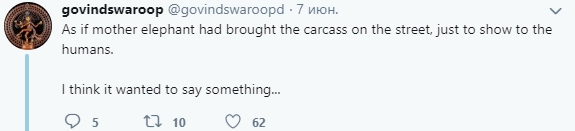 "Как будто слониха вынесла тело на улицу, чтобы показать его людям. Я думаю, она хотела этим что-то сказать".