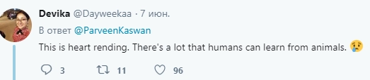 "Душераздирающее зрелище. Думаю, людям есть чему поучиться у животных".