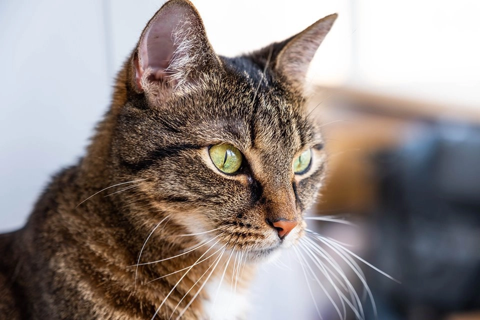 Кот Неждан Кот Неждан