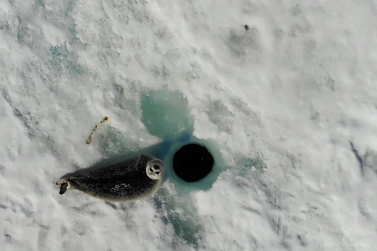 Нерпа. Восточно-сибирское море. Окрестности полярной станции Валькаркай. Арктическая Чукотка. Нерпа. Восточно-сибирское море. Окрестности полярной станции Валькаркай. Арктическая Чукотка.