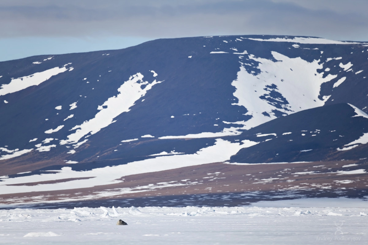 Нерпа. Восточно-сибирское море. Окрестности Шелагского полуострова. Арктическая Чукотка. Нерпа. Восточно-сибирское море. Окрестности Шелагского полуострова. Арктическая Чукотка.