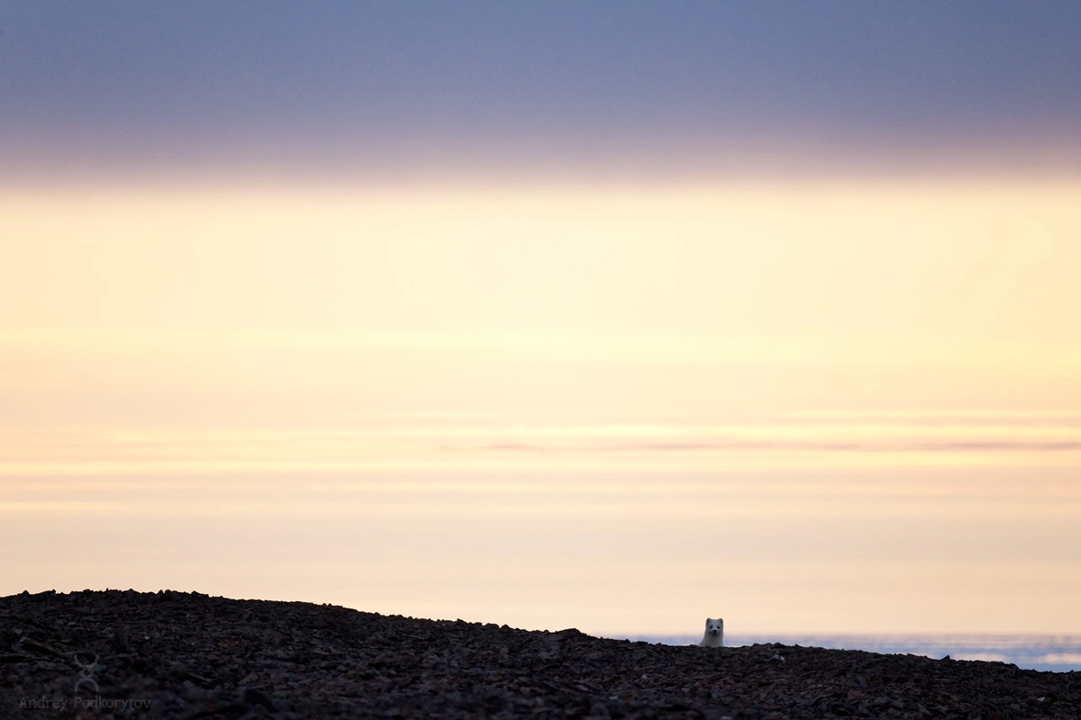 Песец подкрался незаметно. Окрестности Шелагского полуострова. Арктическая Чукотка. Песец подкрался незаметно. Окрестности Шелагского полуострова. Арктическая Чукотка.