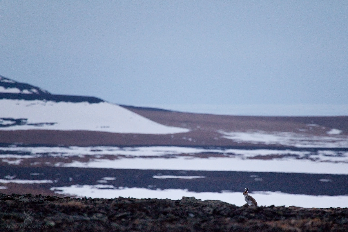 Заяц. Окрестности Шелагского полуострова. Арктическая Чукотка.