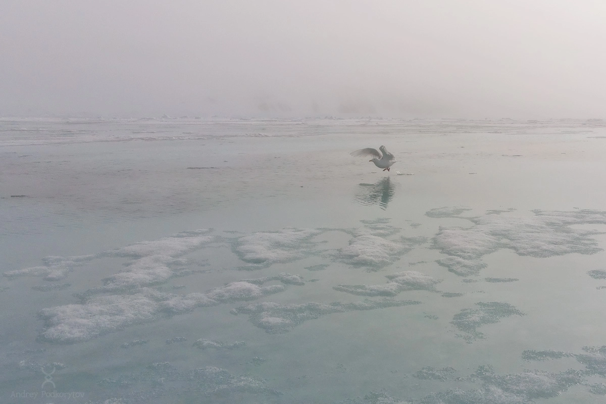 Чайка. Восточно-сибирское море. Окрестности Шелагского полуострова. Арктическая Чукотка. Чайка. Восточно-сибирское море. Окрестности Шелагского полуострова. Арктическая Чукотка.