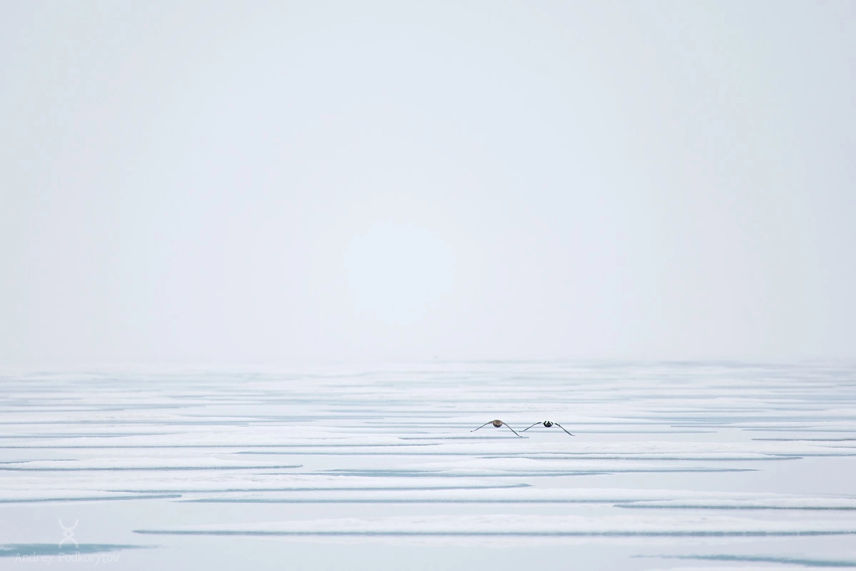 Восточно-сибирское море. Окрестности Шелагского полуострова. Арктическая Чукотка.