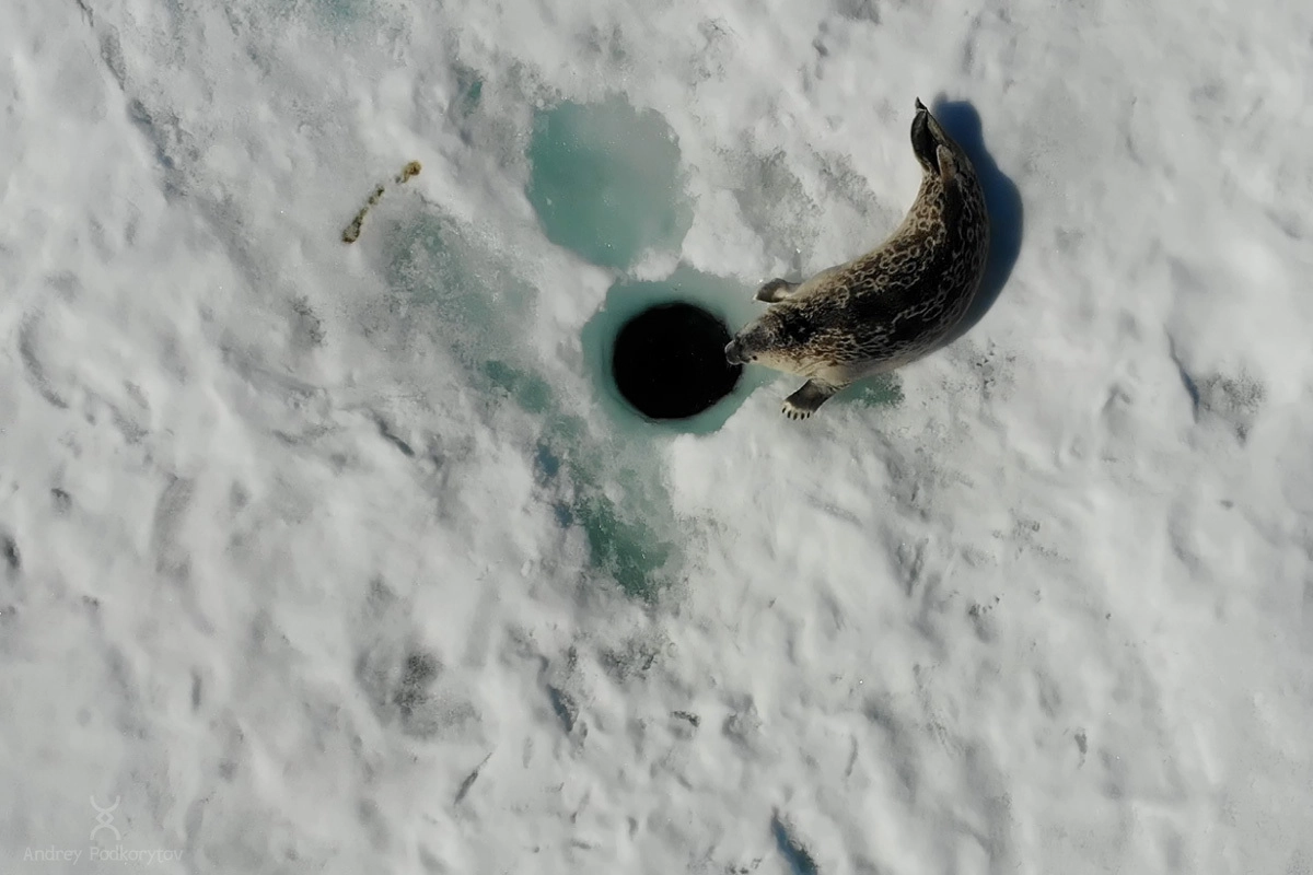 Нерпа. Окрестности полярной станции Валькаркай. Арктическая Чукотка.