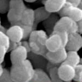 Детальное SЭМ исследование порошка при увеличении в 50 тысяч раз показало присутствие множества частиц с размерами 100 нм.