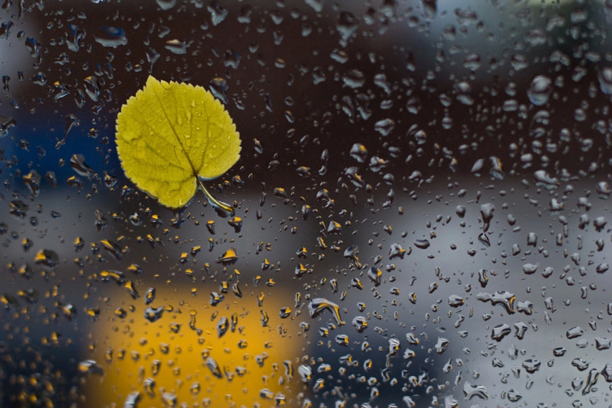 Жди желтые дожди