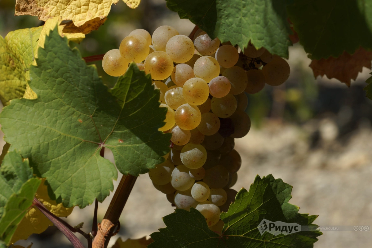 Виноград сорта рислинг рейнский Виноград сорта рислинг рейнский