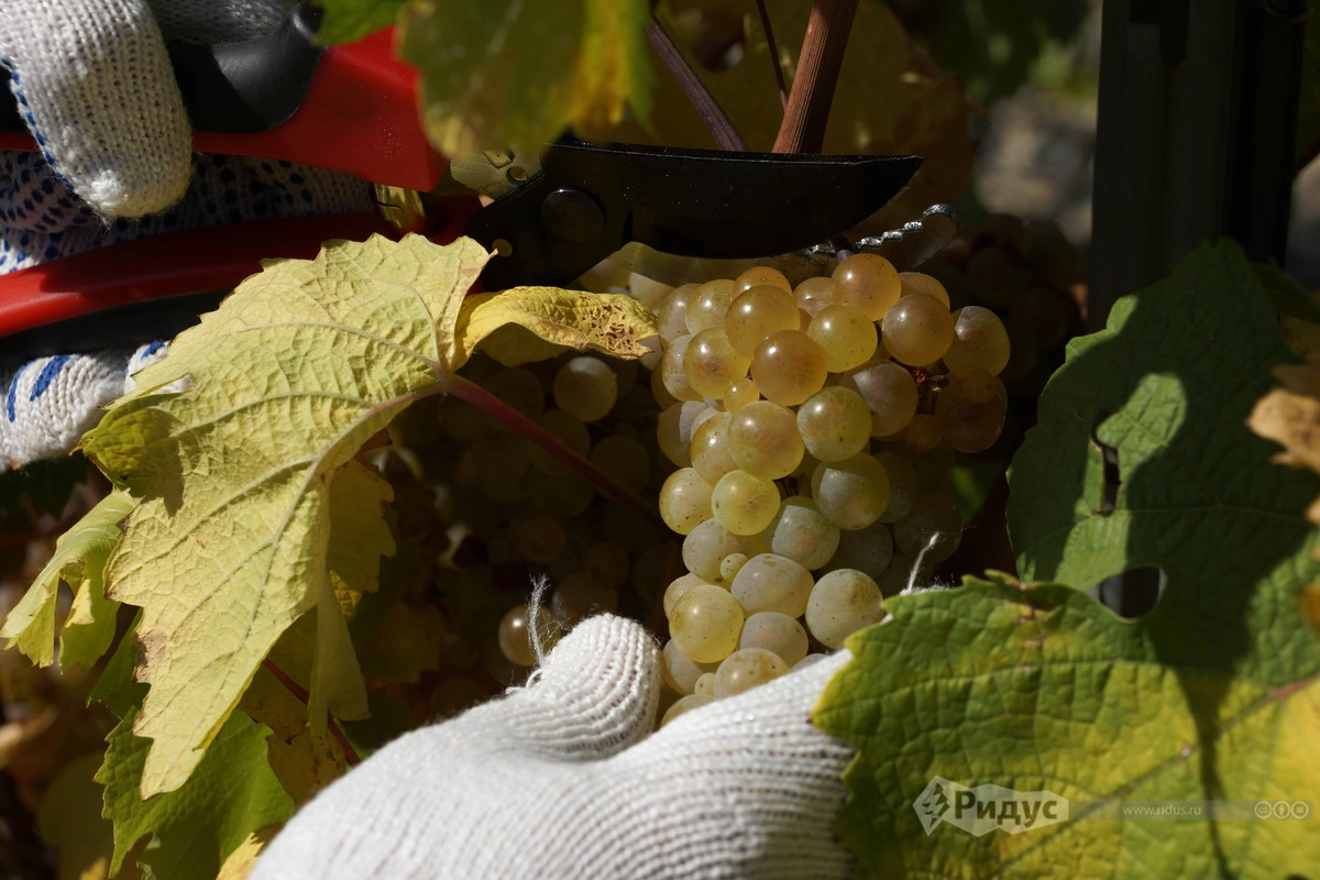 Сбор винограда осуществляется при помощи секатора и пластиковых корзин