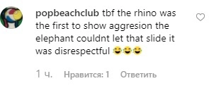 "Носорожица первая стала нарываться, слон не смог ей этого спустить"