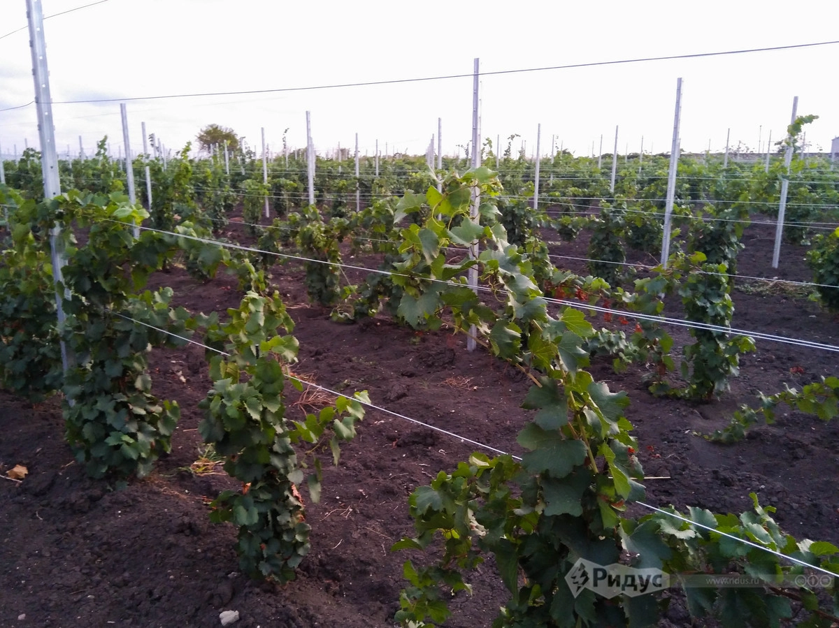 Молодой виноград из новых посадок