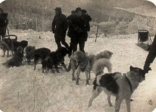Собаки 2-й SECA, 1916 год. Кадр из фильма Жан-Люка Мессаждера из серии «Маленькие истории Великой войны».