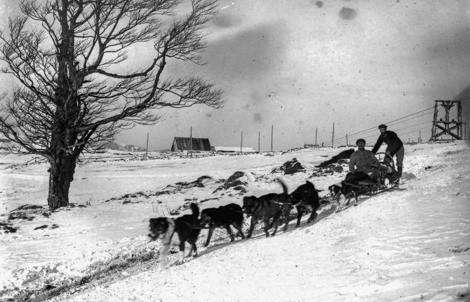 Собаки SECA за работой, Верхние Вогезы, 1917 год. Фото из коллекции семьи Стамм.