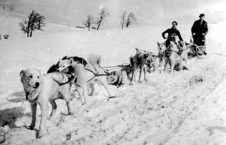 Собаки SECA за работой, Верхние Вогезы, 1917 год. Фото из коллекции семьи Стамм.