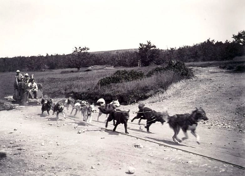 Собаки SECA перевозят грузы по рельсам, 1916 год. 