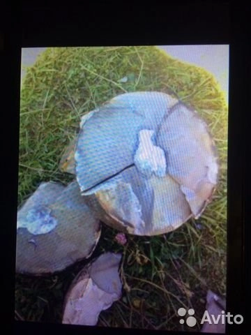 Расколотое 