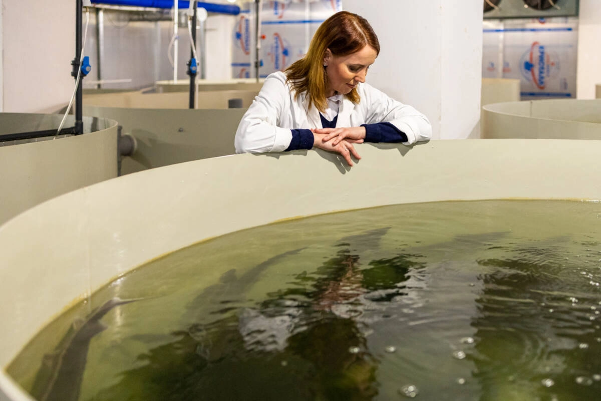 Осетровые не любят солнечный свет. Осетровые не любят солнечный свет.