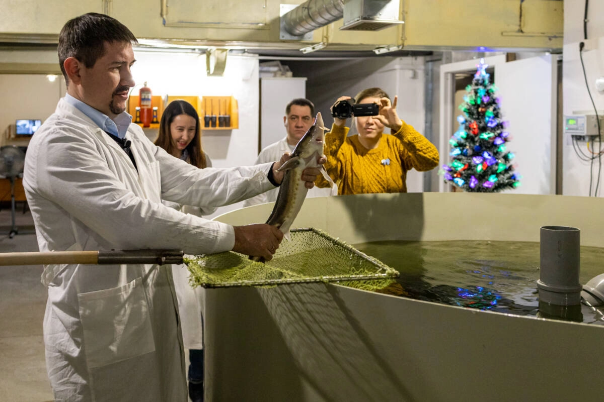 Икру добывают дойным способом — рыба остается живой. Икру добывают дойным способом — рыба остается живой.