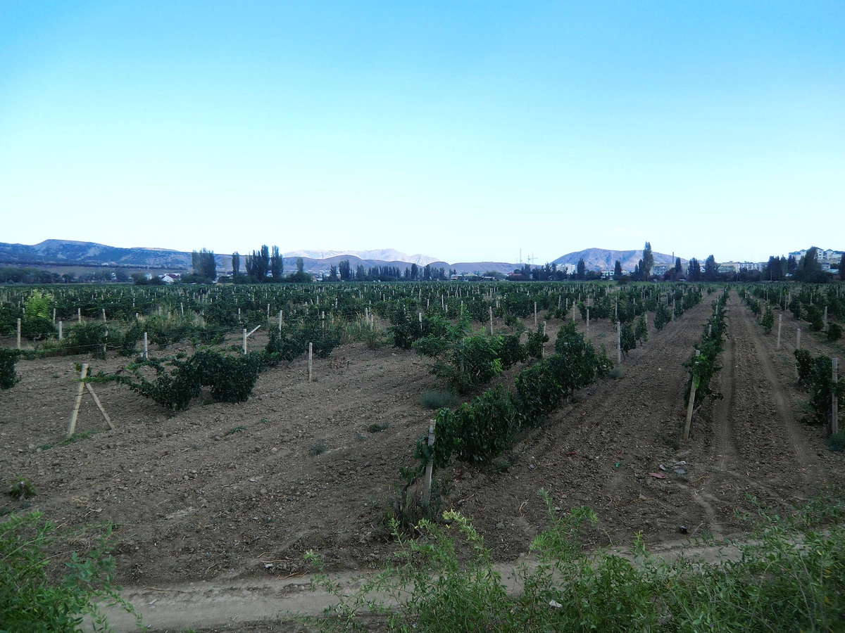 Виноградники под Судком