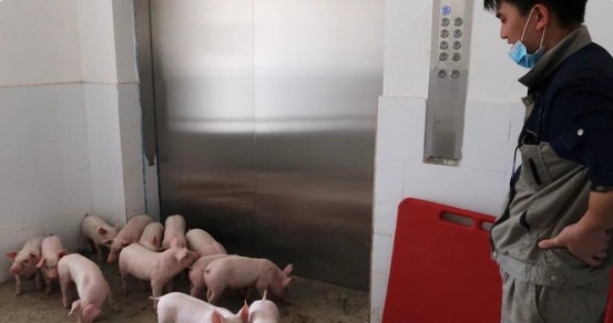 Поросята в ожидании лифта