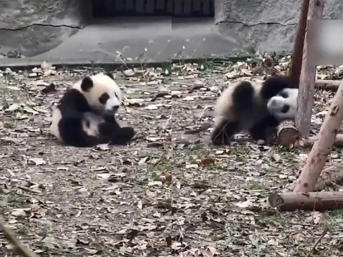 Поставь панда 4. Панда психует. Панда в истерики. Панда в истерике.