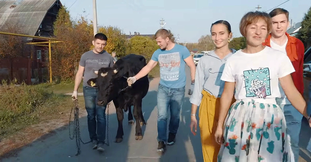 Животные-«артисты»: корова…