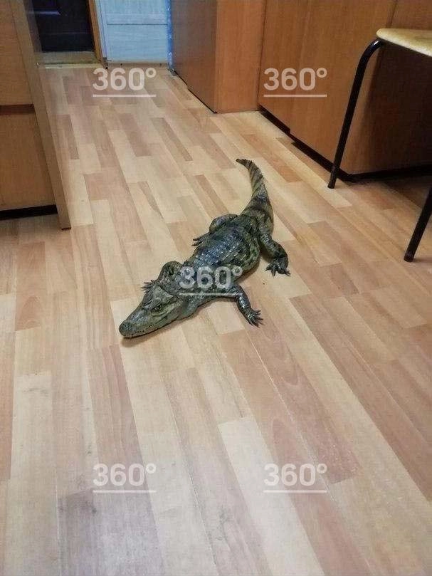 © телеканал «360»